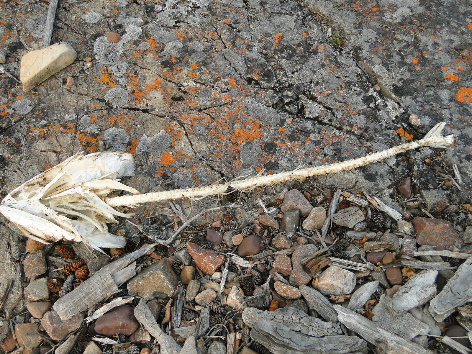 Tucho Offerings Jewellery