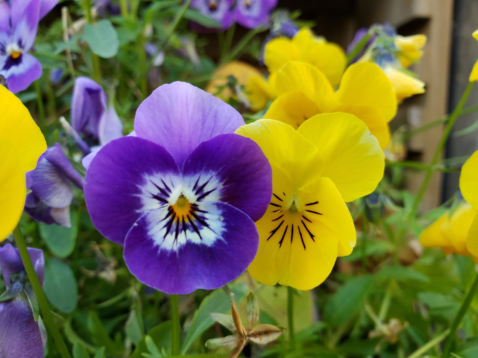 Gift Card - for Mother's Day